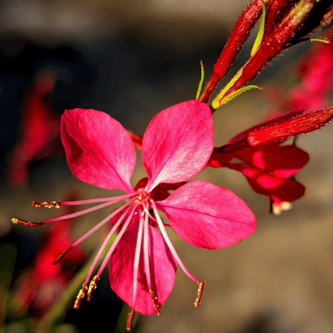 Red Gaura Seeds