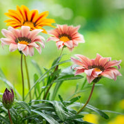 Mixed Colors Gazania Seeds