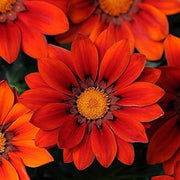 Red Orange Gazania Seeds