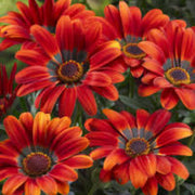 Red Orange Gazania Seeds