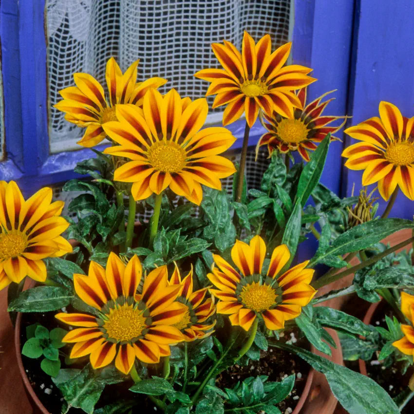Gazania Seeds – Gazania rigens