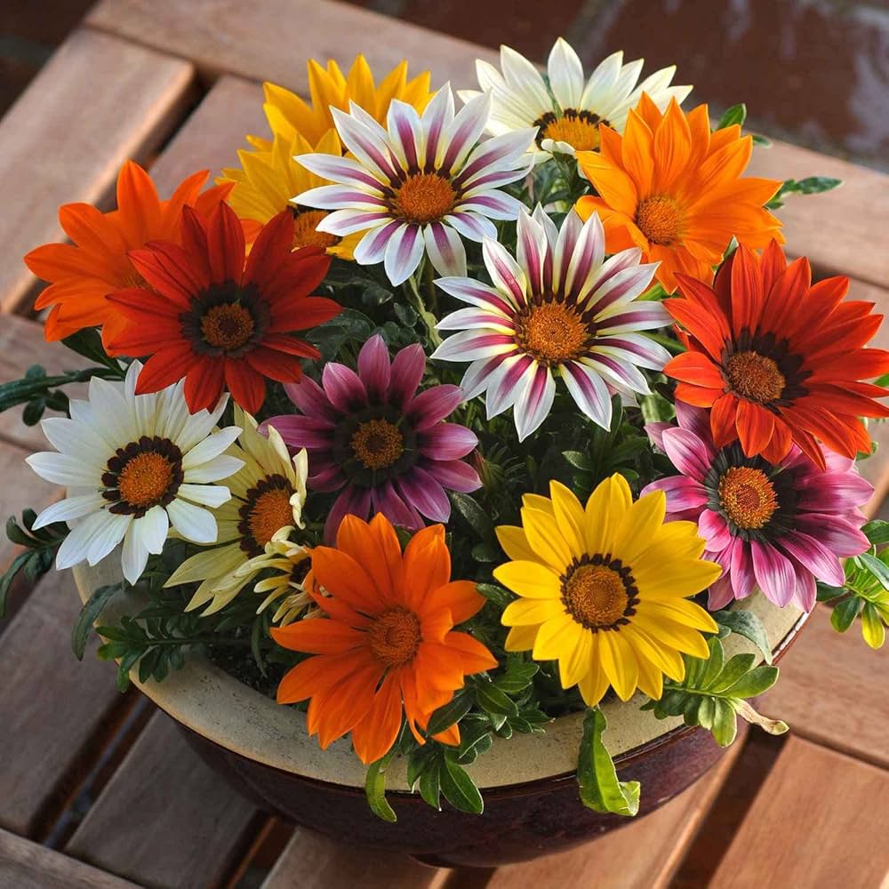 Mixed Colors Gazania Seeds