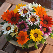 Mixed Colors Gazania Seeds