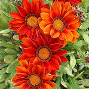 Red Orange Gazania Seeds