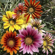 Treasure Gazania Seeds