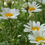 Butterfly Wildflower Mix Gemalten Daisy Seeds