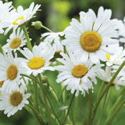 Butterfly Wildflower Mix Gemalten Daisy Seeds