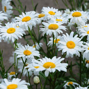 Butterfly Wildflower Mix Gemalten Daisy Seeds