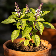 Basil Seeds – Ocimum basilicum