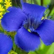 Blue Fringed Gentian Seeds