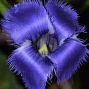 Blue Fringed Gentian Seeds
