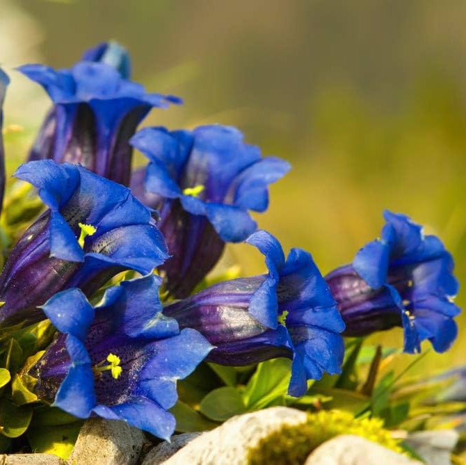 Dark Blue Gentian Seeds, Herbal