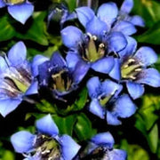 Dark Blue Gentian Seeds, Herbal