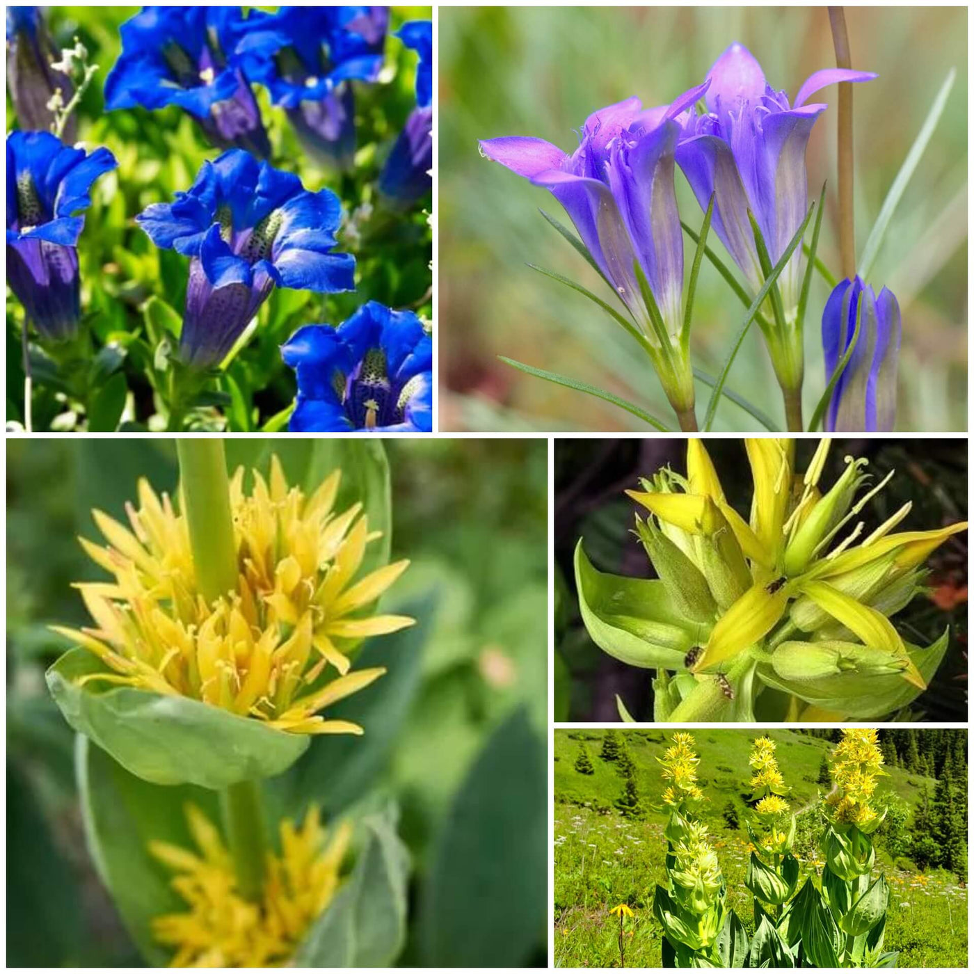 Gentian Seeds - All In One For Home Gardens