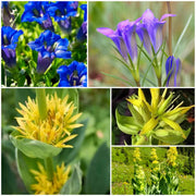 Gentian Seeds - All In One For Home Gardens