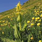 Gentian Seeds - All In One For Home Gardens