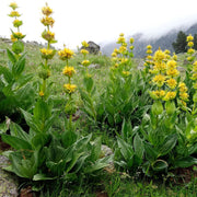 Gentian Seeds - All In One For Home Gardens