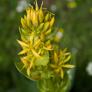 Gentian Seeds - All In One For Home Gardens