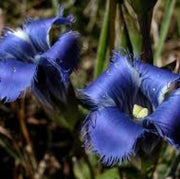 Blue Fringed Gentian Seeds