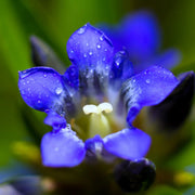 Dark Blue Gentian Seeds, Herbal