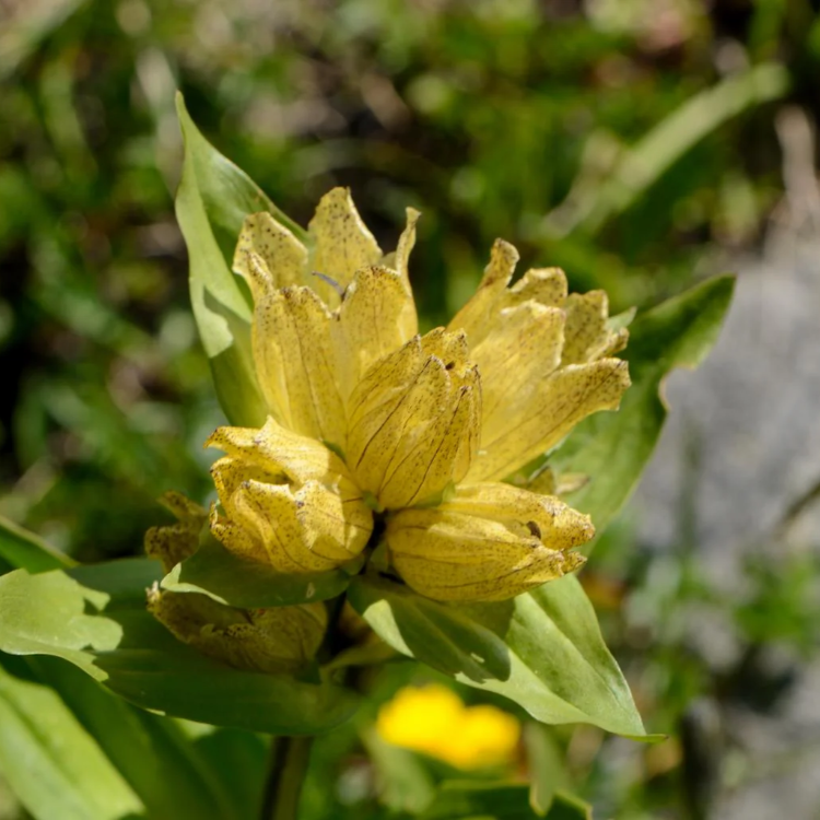 Spotted Gentian Seeds, Herbal