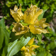 Spotted Gentian Seeds, Herbal