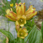Spotted Gentian Seeds, Herbal