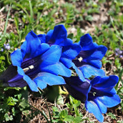 Scabra Gentiana Seeds