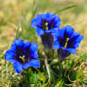 Scabra Gentiana Seeds