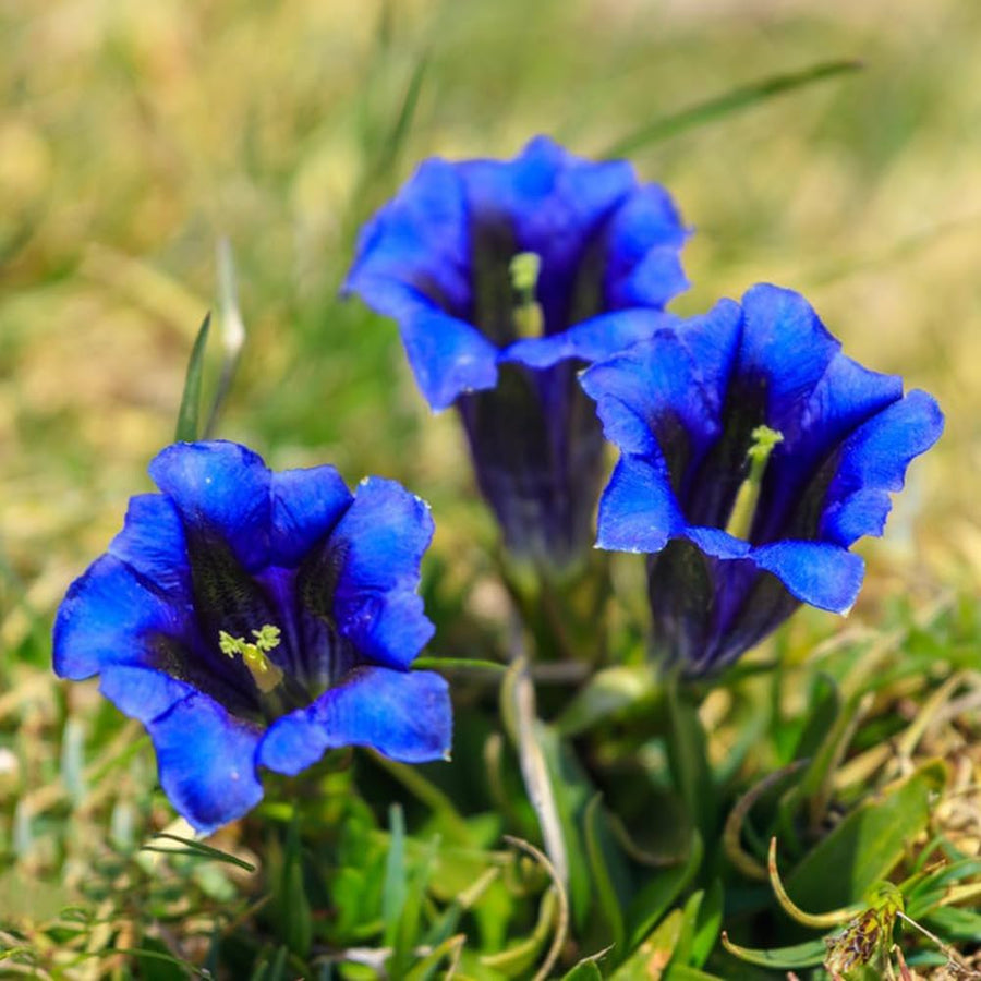 Scabra Gentiana Seeds