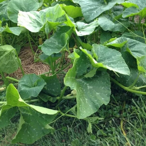 Georgia Candy Rooster Squash Seeds
