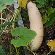 Georgia Candy Rooster Squash Seeds - Vegetable Plant