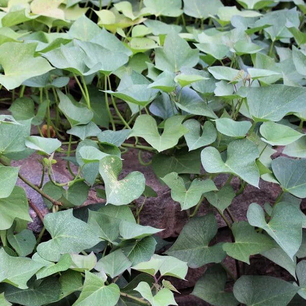 Georgia Jet Sweet Potato Seeds - Vegetable Plant