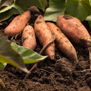 Georgia Jet Sweet Potato Seeds - Vegetable Plant