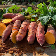 Georgia Jet Sweet Potato Seeds - Vegetable Plant