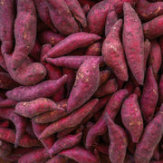 Georgia Jet Sweet Potato Seeds - Vegetable Plant