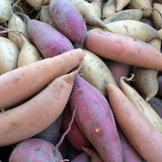 Georgia Jet Sweet Potato Seeds - Vegetable Plant