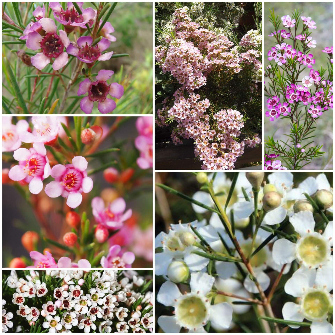 Geraldton Wax Seeds - All In One For Home Gardens