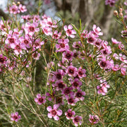 Geraldton Wax Seeds - All In One For Home Gardens