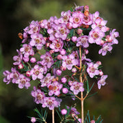 Geraldton Wax Seeds - All In One For Home Gardens