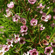 Geraldton Wax Seeds - All In One For Home Gardens