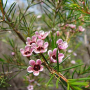 Geraldton Wax Seeds - All In One For Home Gardens