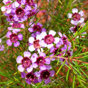 Geraldton Wax Seeds - All In One For Home Gardens
