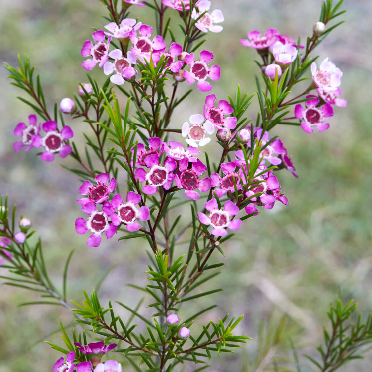 Geraldton Wax Seeds - All In One For Home Gardens