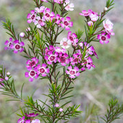 Geraldton Wax Seeds - All In One For Home Gardens