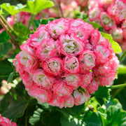 Apple Geranium Seeds