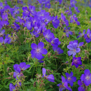 Blue Geranium Seeds