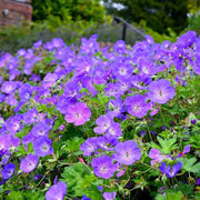 Blue Geranium Seeds