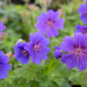 Hardy Cranesbill Geranium Seeds