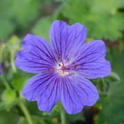 Hardy Cranesbill Geranium Seeds
